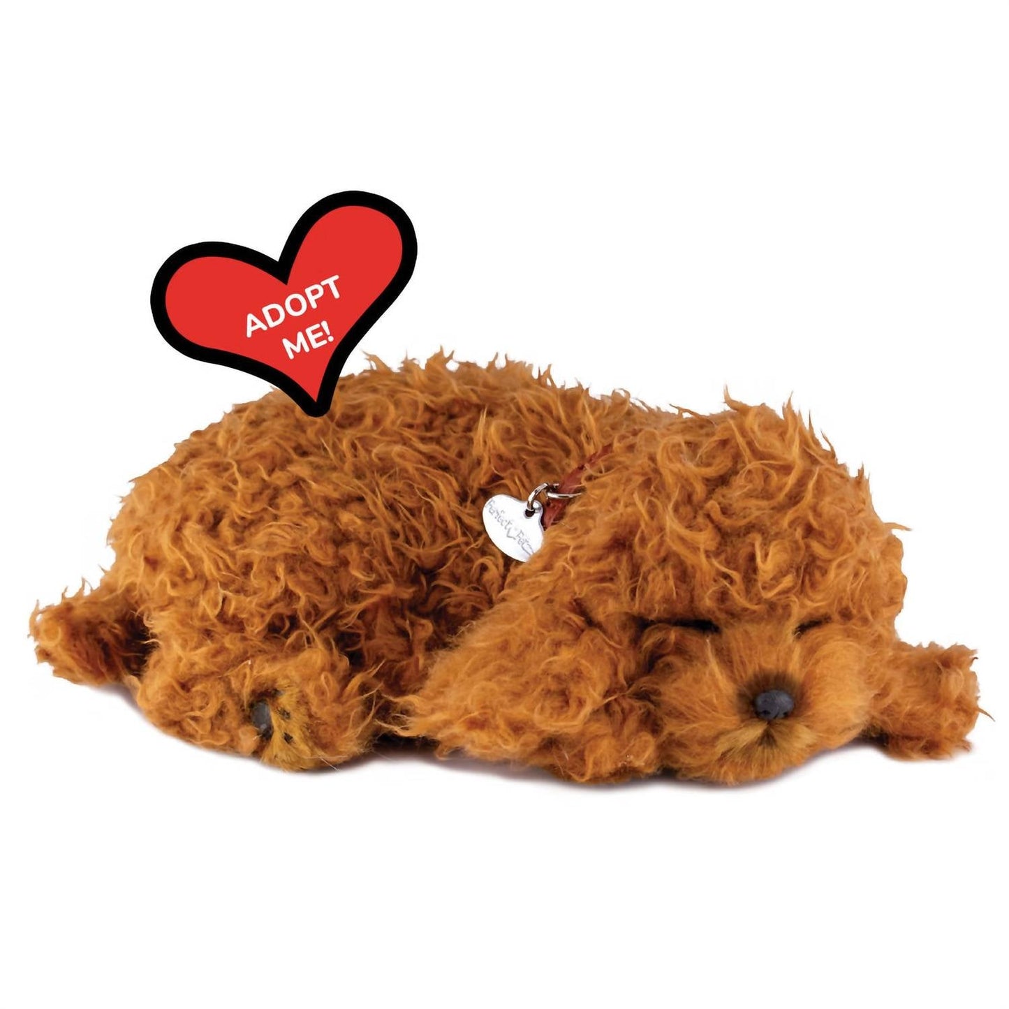 Toy Poodle Breathing Pet