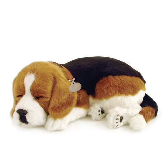 Beagle Breathing Pet