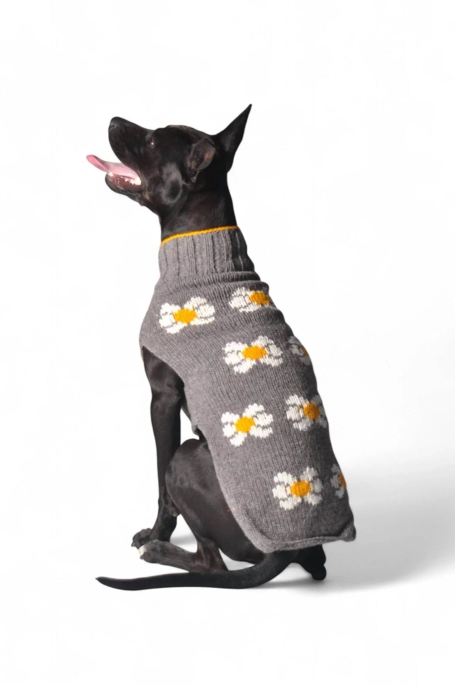Daisy Dog Sweater