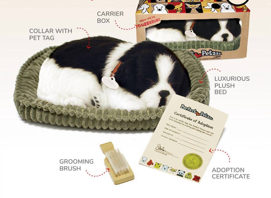 Border Collie Breathing Pet